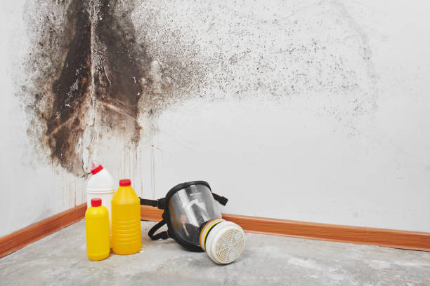 Best HVAC Mold Remediation in Hrisburg, AR