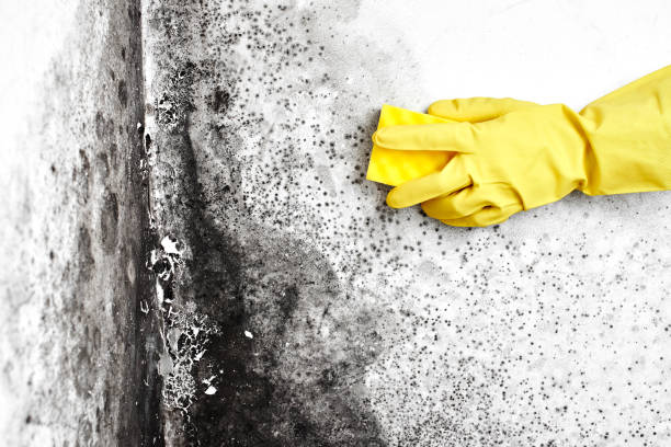 Best Industrial Mold Remediation in Hrisburg, AR
