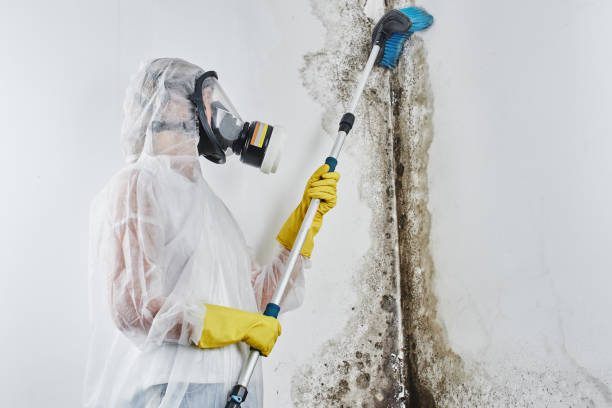 Best Residential Mold Remediation in Hrisburg, AR