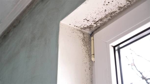 Best Black Mold Remediation in Hrisburg, AR