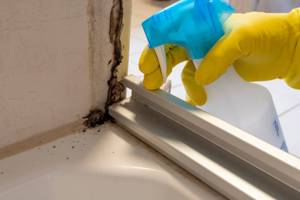 Best Residential Mold Remediation in Hrisburg, AR