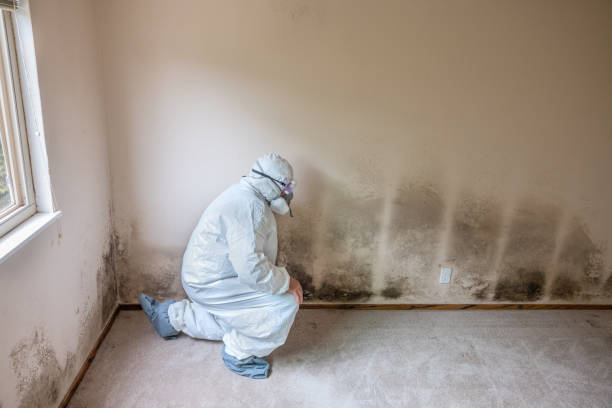 Best Crawl Space Mold Remediation in Hrisburg, AR