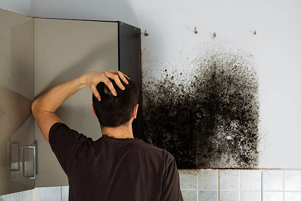 Best Black Mold Remediation in Hrisburg, AR
